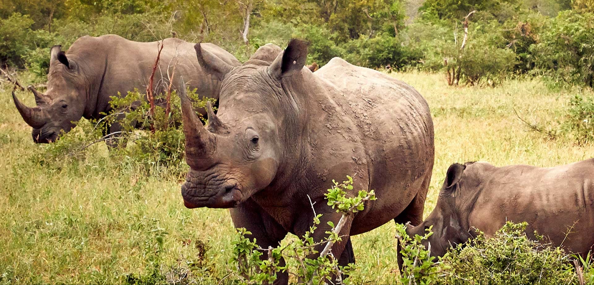 Luxury Safari Experience Cover Image